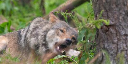 Um den Hornisgrinde-Wolf in Baden-Württemberg geht es hoch her.