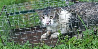 In Fallen gefangene Katzen gelten als Fundsache.