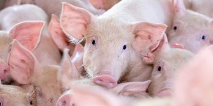 Die Initiative Tierwohl verlängert den Ferkelfond bis Ende April 2027.