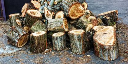 Baumfäll-Aktion-AdobeStock_588447797