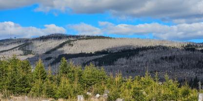 Abb. 1: Der Blick auf den Brocken im Harz: Hitze und Dürre haben die Auswirkungen des Borkenkäfers noch verstärkt.