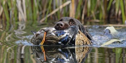 Bei der Arbeit an Wasserwild können sich Hunde schwer verletzen und mit Parasiten infizieren.