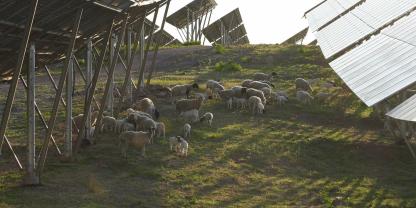 Für Betreiber von Solarparks kann die Beweidung mit Schafen interessant sein.