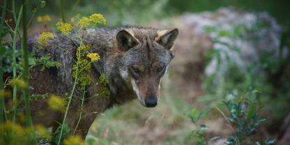 In Italien kommt es derzeit zu vermehrten mutmaßlichen Wolfsangriffen.