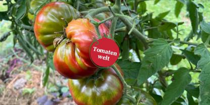 Von orange nach rot umschlagende Tomatenfrüchte