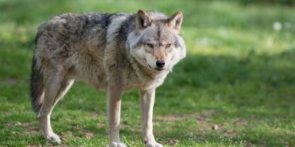 Jagdzeit für den Wolf seit Juli