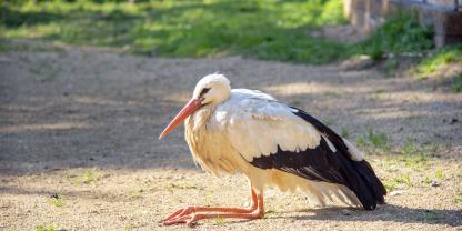 Der Storch war vom Kirchendach heruntergeschossen worden (Symbolbild).