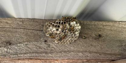 Geschützte Ecken im Garten, ob unter Unterständen oder Dachvorsprüngen, sind beliebte Nistplätze für Feldwespen.