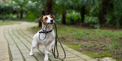 In Bremen müssen alle Hundehalter jetzt einen Hundeführerschein absolvieren.