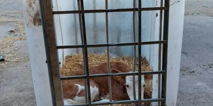 Die Landwirtin baute aus einem IBC Container ein Kälbertaxi um das Kalb einfach und sicher zu transportieren.