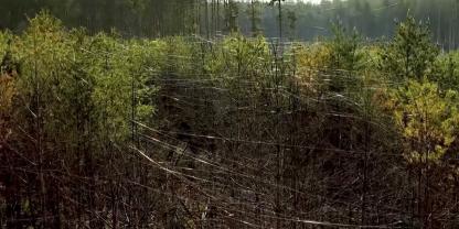 Wie Spinnweben: Ganze Wälder in der Ukraine sind bedeckt von Glasfaserkabeln – Überbleibseln russischer Kampfdrohnen.