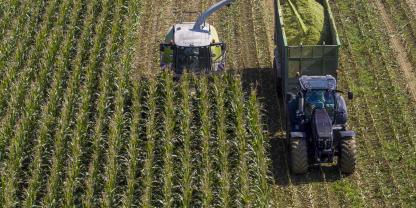 Die Häcksler laufen bereits: Landwirte ernten wegen der Dürre schon vielerorts Silomais.