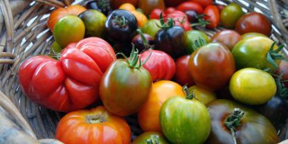 Welche Tomate ist die Beste? Die Lieblinge der Redaktion im Überblick: