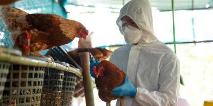 BildunterschriftDie Vogelgrippe stellt Geflügellandwirte jedes Jahr vor eine große wirtschaftliche Herausforderung.