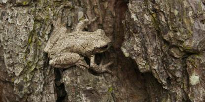 Eine zu große Auswahl an Partnern führt bei der Paarung von Copes Grauem Laubfrosch zu einem besonderen Phänomen.