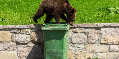 In einer Großstadt sorgt ein Braunbär derzeit für Aufsehen.