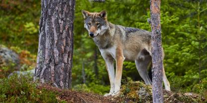 Nach Rissen ist der Abschuss eines Wolfs geplant (Symbolfoto).