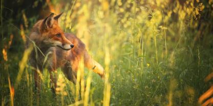 Ein Fuchs steht im Sommer in einem Feld