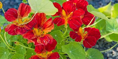 Rote Kapuzinerkresse