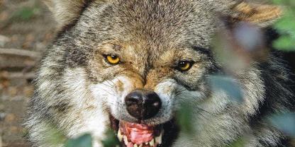 Der Wolf ist ein zentrales Thema in Mecklenburg-Vorpommern und Sachsen-Anhalt.