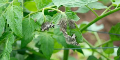 Am Rand eines Tomatenblatts sieht man eine graubraune welke Stelle