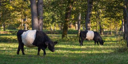 Galloways am Wald