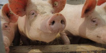 SChweinemast