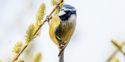 Nicht nur Bienen besuchen Weiden: Auch Blaumeisen können beim Blütenbesuch Pollen übertragen und so zur Bestäubung beitragen.