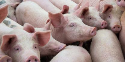 Mastschweine
