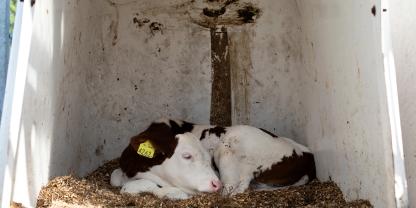 kalb im Iglu