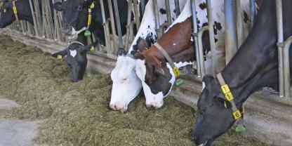 Mit dem kostenlosen Programm der Tierhaltungsschule Triesdorf lassen sich Milchviehrationen nach den neuen Versorgungsempfehlungen einfach berechnen.