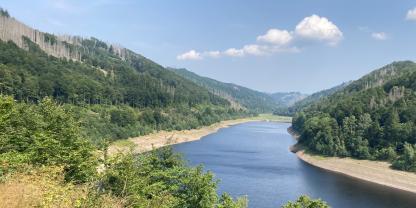 Tote Fichten neben Buchenbeständen im Bereich der Testflächen an der Odertalsperre im Harz
