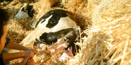 Schwergeburten gehören zu den größten Herausforderungen im Milchviehstall. Sie gefährden nicht nur das Leben des Kalbes, sondern können auch für die Kuh weitreichende Folgen haben.