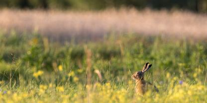 Die von Landwirten umgesetzten Maßnahmen zur Förderung der Biodiversität betreffen nicht nur Insekten oder besonders seltene Vogelarten, sondern auch das Niederwild.