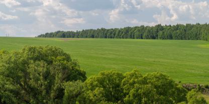 Gehölze-Hecke-AdobeStock_2057151874