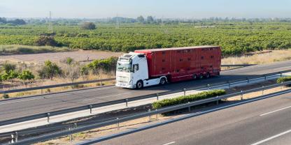 Die Niederlande will künftig Tiertransporte ab einer Temperatur von 30 °C verbieten.
