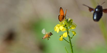 Freunde oder Feinde? Seit einiger Zeit stehen Honigbienen im Verdacht, wild lebende Bestäuber zu verdrängen.