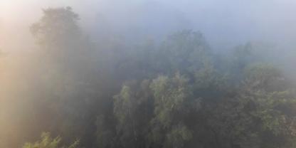 Wald Hasbruch im Nebel