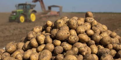 Kartoffeln-Kartoffelernte-AdobeStock_223228984