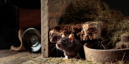 Mäuse und Ratten im Stall? Diese 5 Tipps helfen jetzt