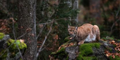 Im Harz macht man sich an die Ursachenforschung für das vorzeitige Ableben von Jungluchsen.