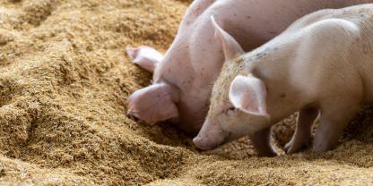Zwei Ferkel wühlen mit den Nasen in der Einstreu.
