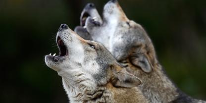 In Bayern fordert Ministerin Michaela Kaniber eine Lösung für den Umgang mit dem Wolf im Berchtesgadner Land.