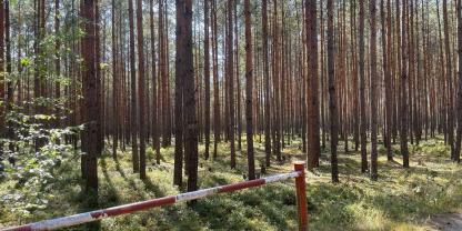 Wald-Zaun-AdobeStock_2177390432