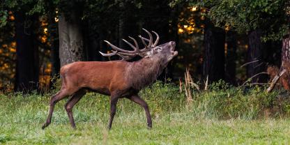 Wolf und Luchs jagen beim Schalenwild mit. Für Jagdminister Aiwanger debattierte nun mit lokalen Akteuren im Bayerischen Wald.