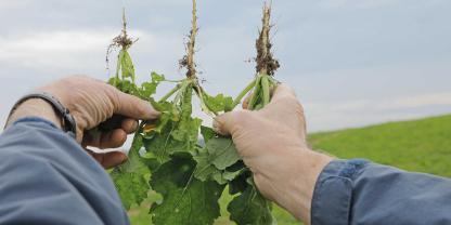 Landwirt hält Rapspflanzen in den Händen.