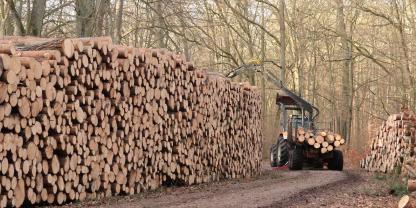 Holzlager-im-Wald-AdobeStock_301175716