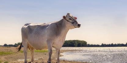 Die O-Malley-Tochter Loire ist die Mutter von Talico P und die Vollschwester des Braunviehstieres LBB Ralice, von dem die ersten Töchter kalben. Loire wurde 2025 in Westfrankreich ausgestellt.