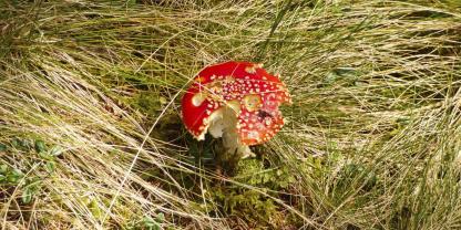 Der Fliegenpilz verursacht andere Symptome als die Frühjahrslorchel.