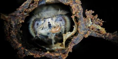 Tropilaelaps verbreitet sich in Europa. Der Bienenparasit gilt als schädlicher als die Varroa.